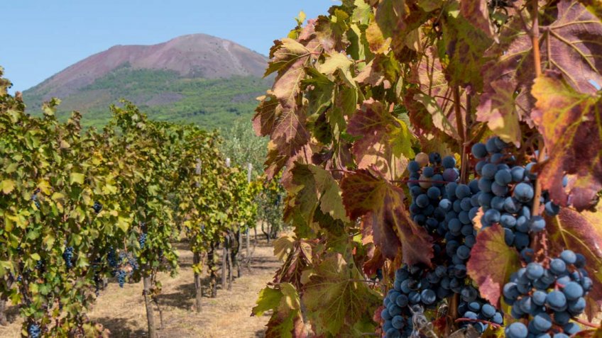 POMPEII AND WINE TASTING