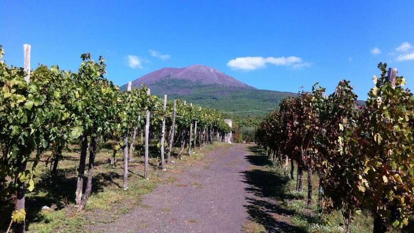 VESUVIUS & Vineyard Select